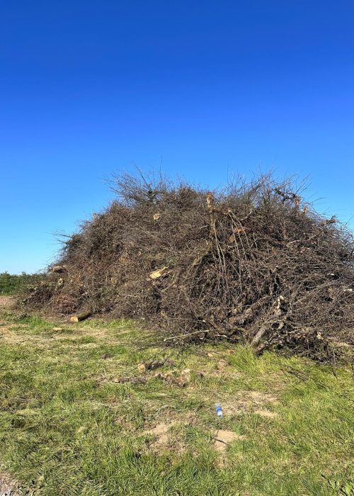 9-wycinka drzew i samosiejek